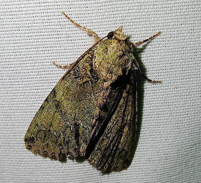Polyphaenis sericata - selyemfényű erdeibagoly