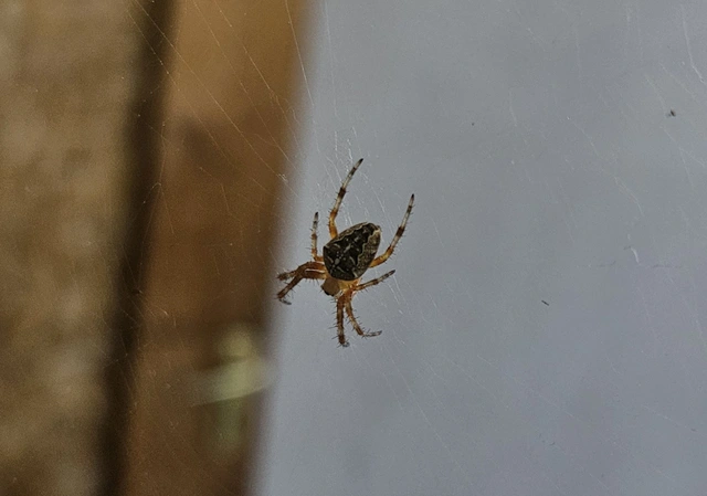 Araneus diadematus - koronás keresztespók