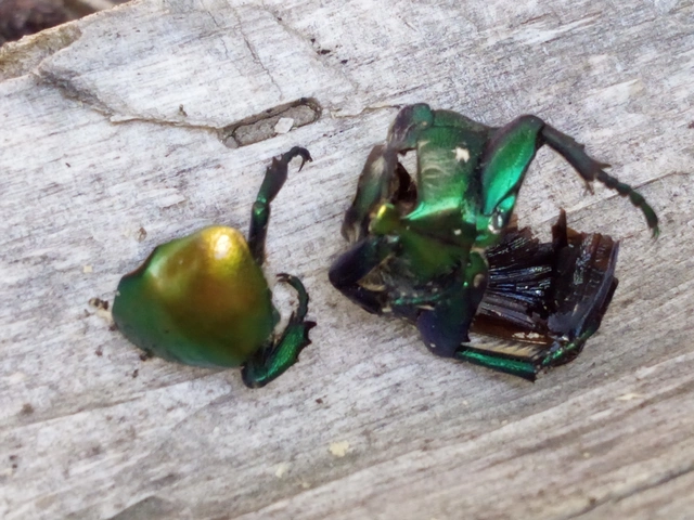 Protaetia