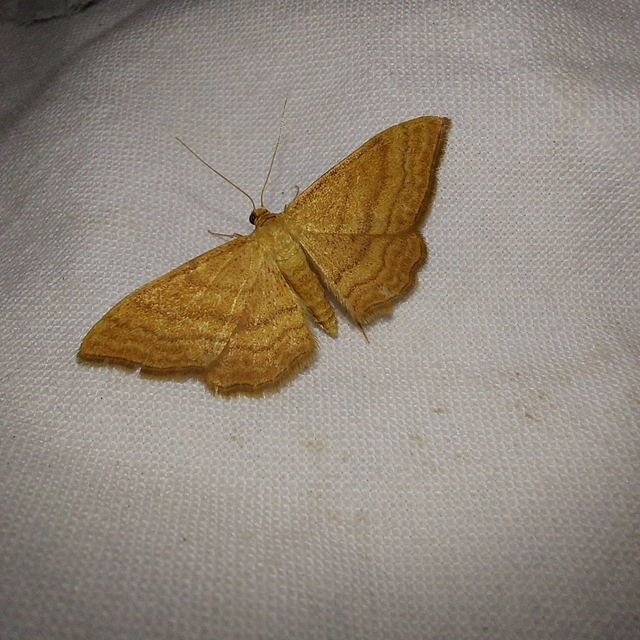 Idaea ochrata - okkerszínű sávosaraszoló