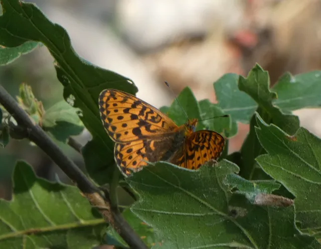 Boloria euphrosyne - árvácska-gyöngyházlepke Boloria euphrosyne - árvácska-gyöngyházlepke