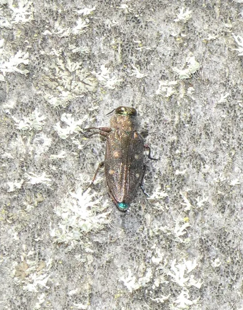 Chrysobothris affinis - aranypettyes díszbogár