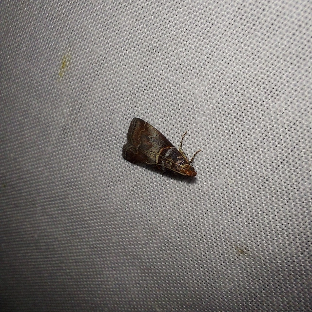 Acrobasis advenella - gerleszínű karcsúmoly
