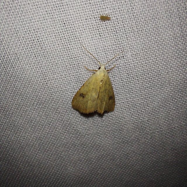 Rivula sericealis - selymes lórombagoly