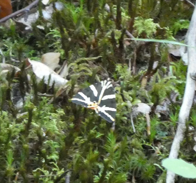 Euplagia quadripunctaria - csíkos medvelepke
