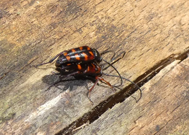 Leptura aurulenta - sárgaszőrű szalagoscincér