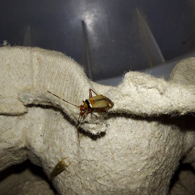 Adelphocoris vandalicus - feketevállú mezeipoloska