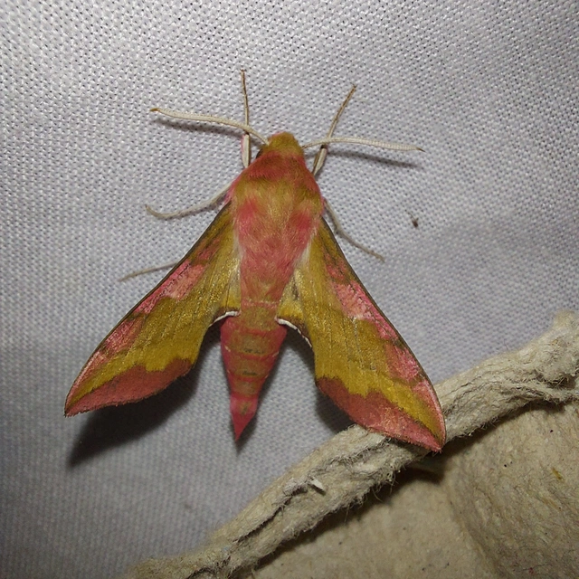 Deilephila porcellus - piros szender