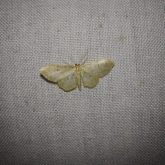 Idaea politaria - vonalas apróaraszoló
