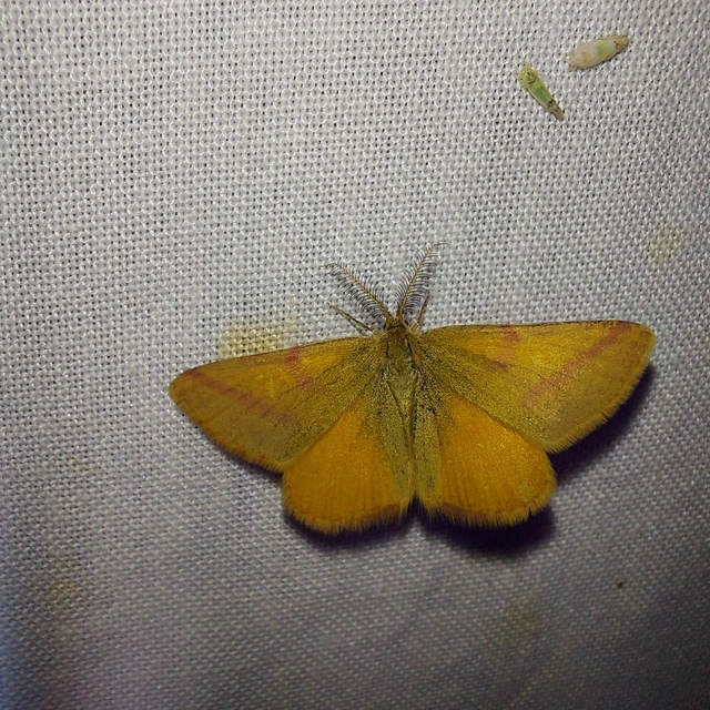 Lythria purpuraria - bíborsávos araszoló