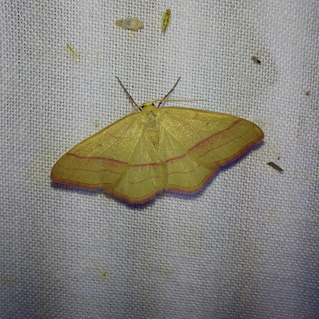 Rhodostrophia vibicaria - pirosszélű araszoló