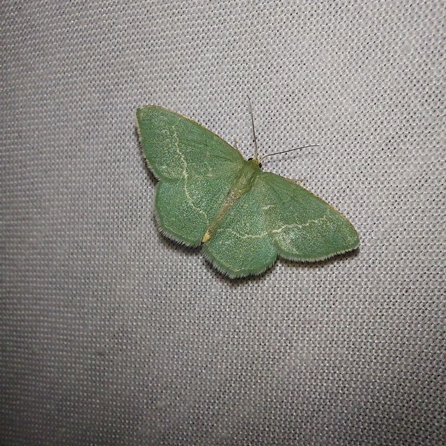 Chlorissa cloraria - sárgászöld araszoló