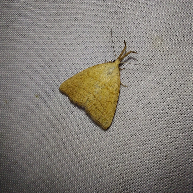 Polypogon tentacularia - sötétaljú karcsúbagoly