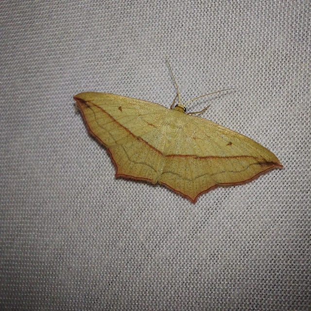 Timandra comae - piroscsíkos csipkésaraszoló