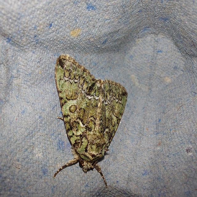 Polyphaenis sericata - selyemfényű erdeibagoly