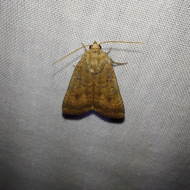 Noctua interjecta - zömök sárgafűbagoly