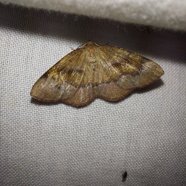 Plagodis pulveraria - szemcsés araszoló
