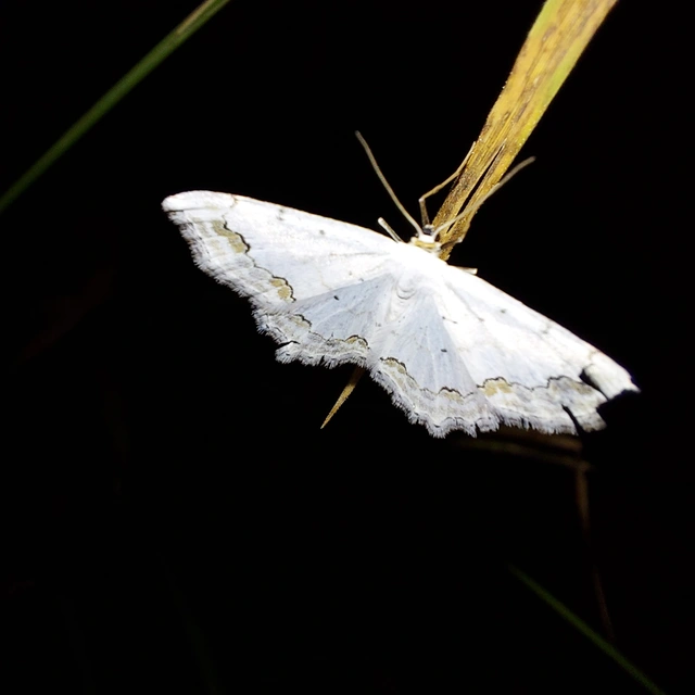 Scopula ornata - díszes fehéraraszoló
