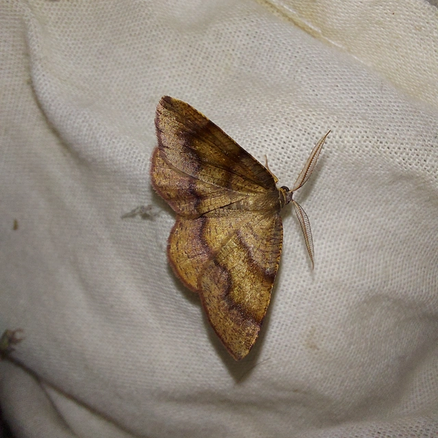 Plagodis pulveraria - szemcsés araszoló