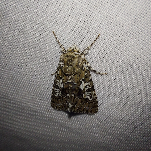 Lamprosticta culta - hármasfoltú bagoly