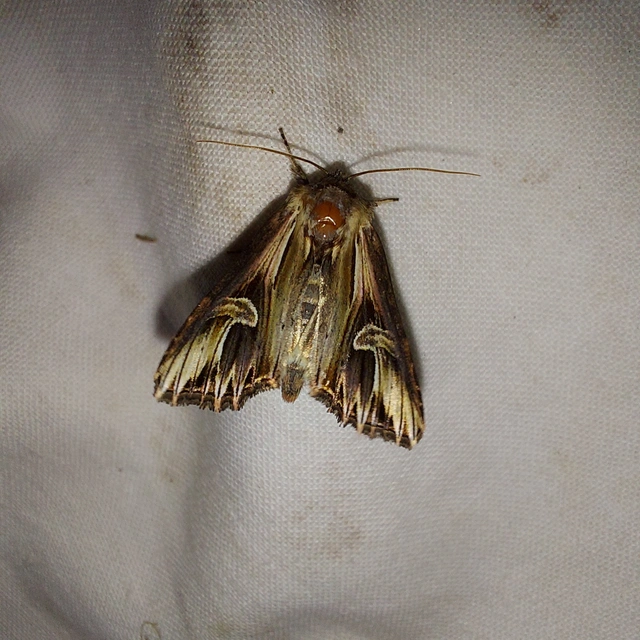Actinotia polyodon - nagy sugarasbagoly