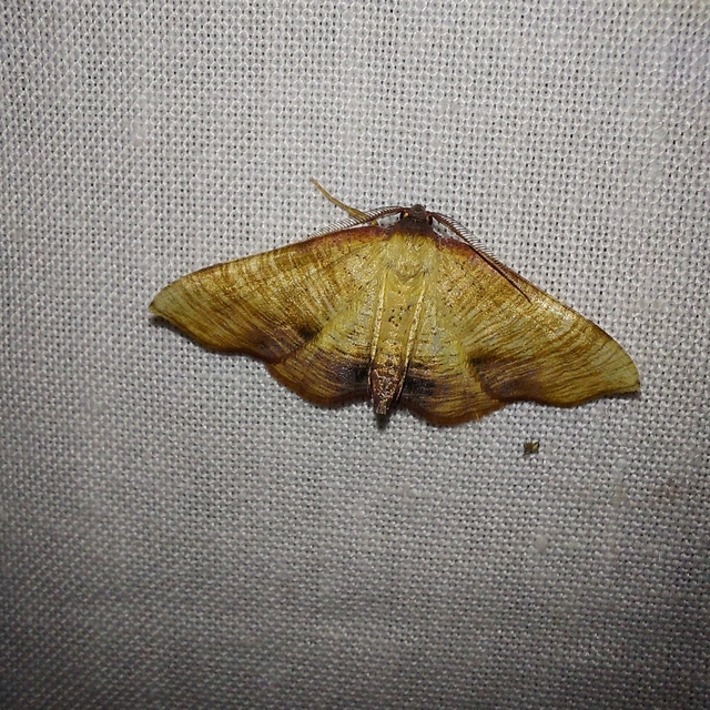 Plagodis dolabraria - baltaszárnyú araszoló