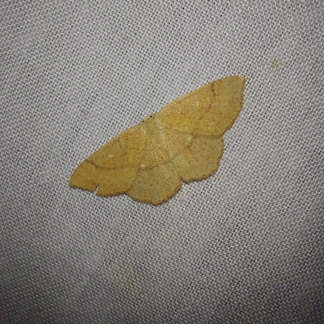 Cyclophora ruficiliaria - vörösrojtú pettyesaraszoló