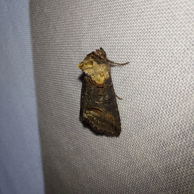 Abrostola triplasia - közönséges csalánbagoly
