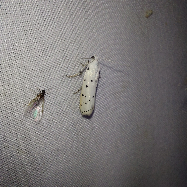 Myelois circumvoluta - pettyes karcsúmoly