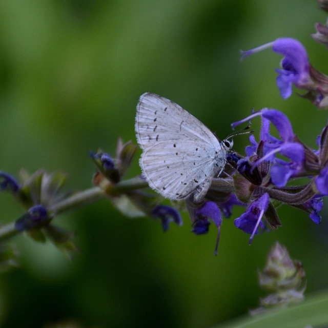 Celastrina argiolus - bengeboglárka
