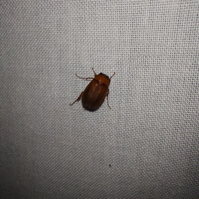 Serica brunnea - homoki kiscserebogár