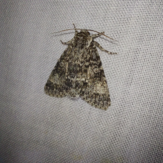 Acronicta megacephala - nagyfejű szigonyosbagoly