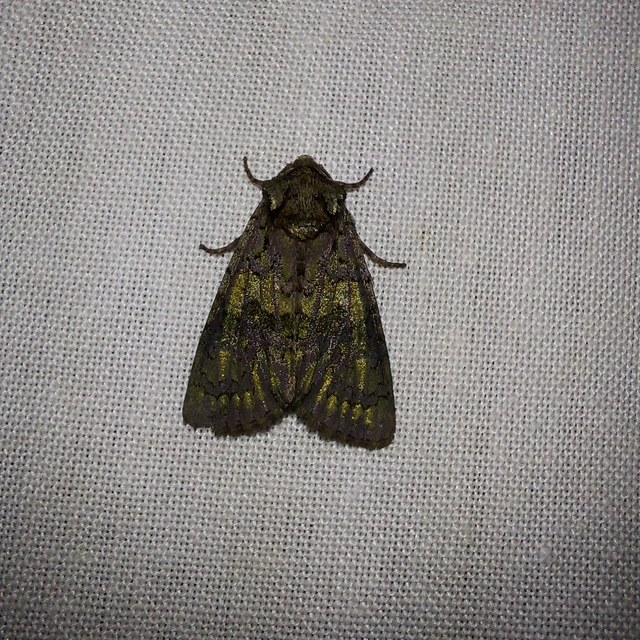 Craniophora ligustri - fagyalbagoly