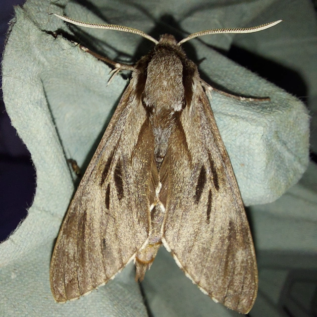 Hyloicus pinastri - fenyőszender