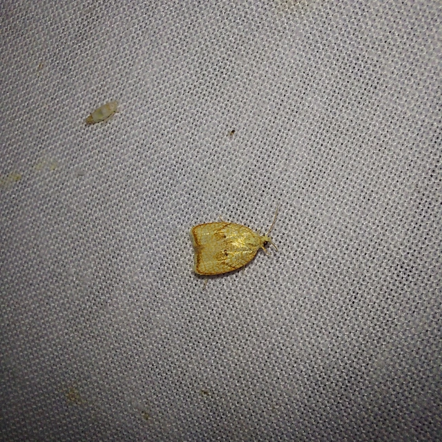 Acleris forsskaleana - juharos levélmoly