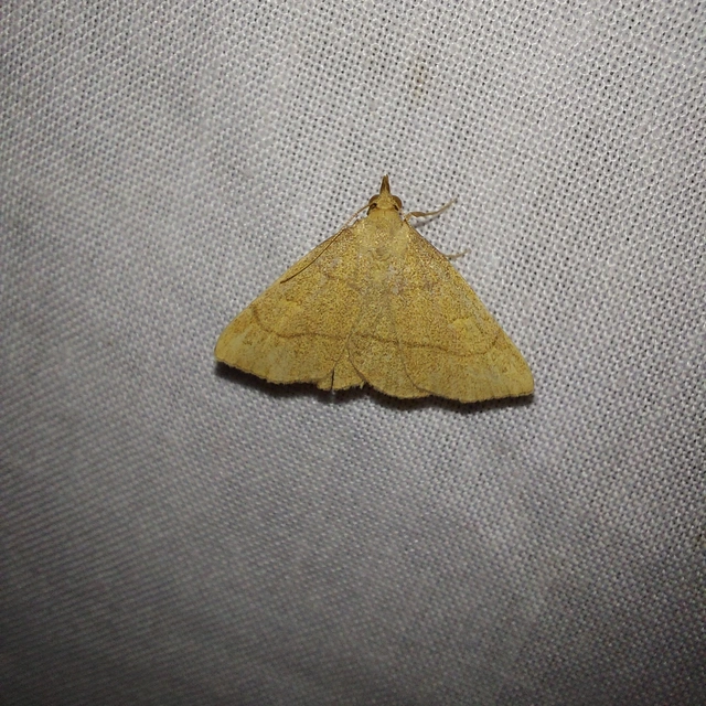 Paracolax tristalis - sárgás karcsúbagoly