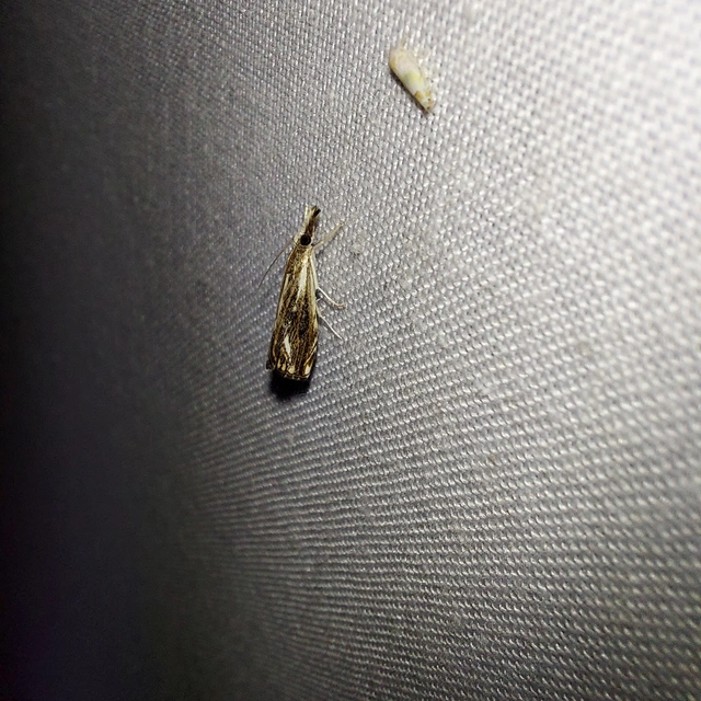 Catoptria verellus - kormos fűgyökérmoly