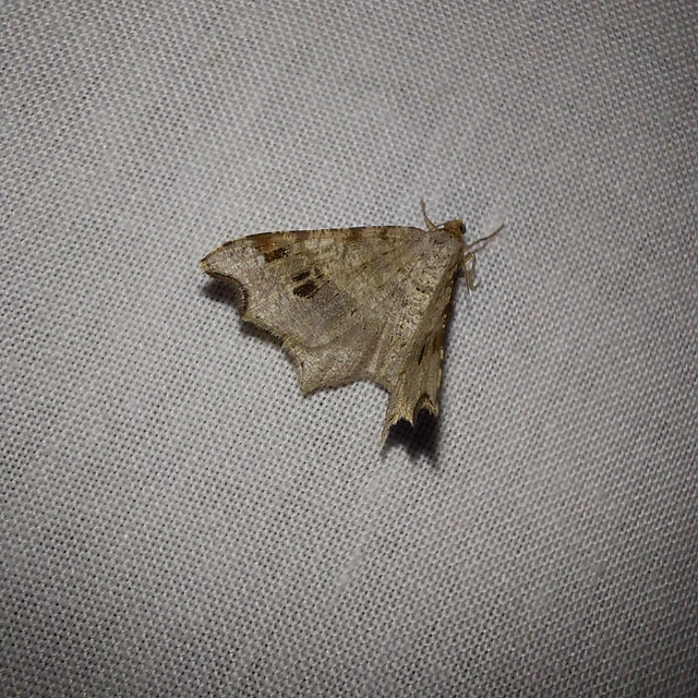 Macaria alternata - közönséges szürkearaszoló