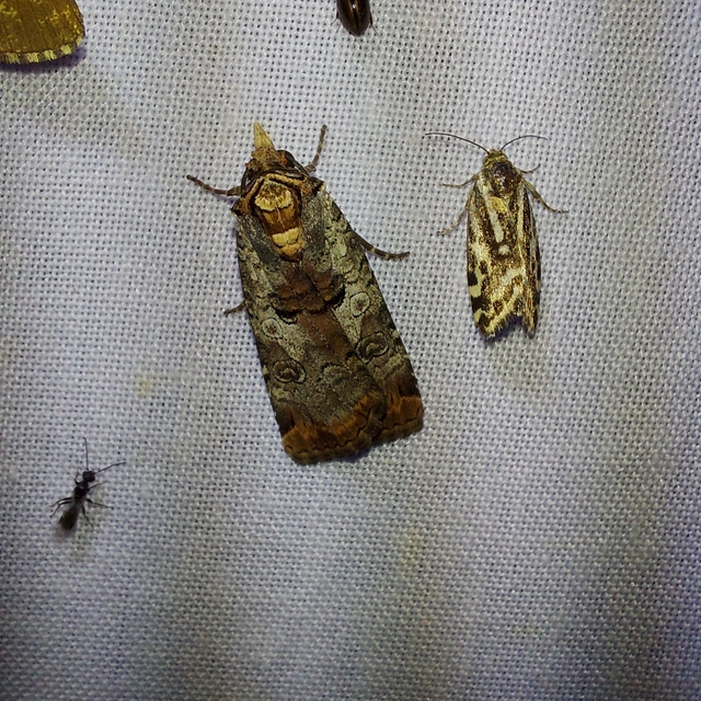 Epilecta linogrisea - karcsú sárgafűbagoly