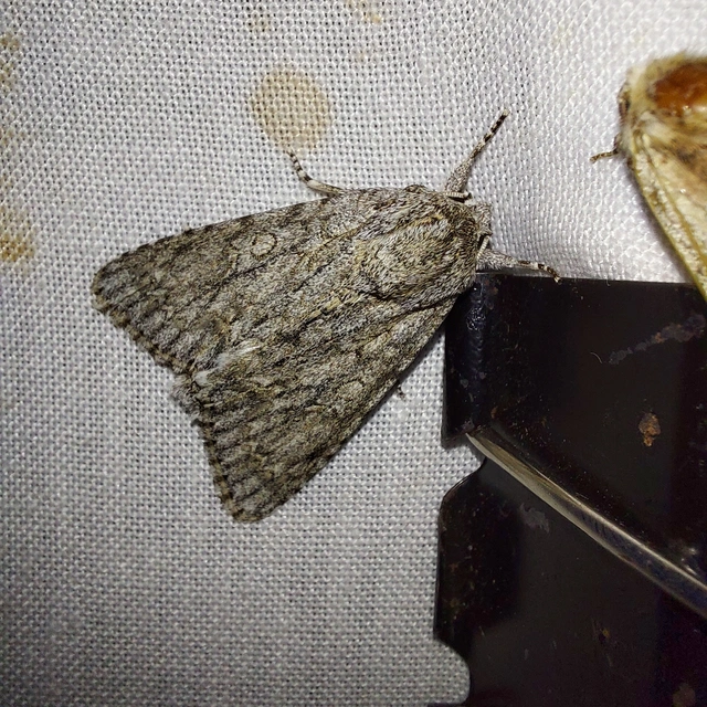 Acronicta aceris - vadgesztenye-szigonyosbagoly