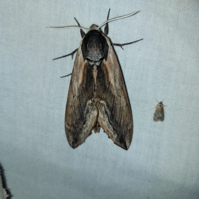 Sphinx ligustri - fagyalszender