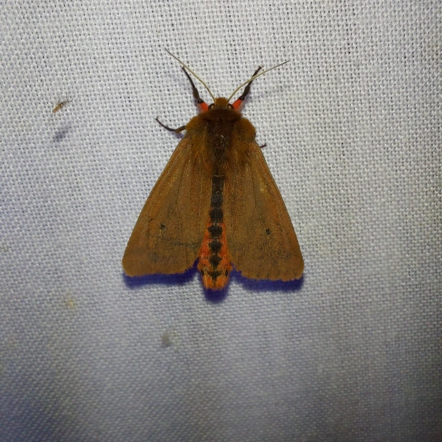 Phragmatobia fuliginosa - füstös medvelepke
