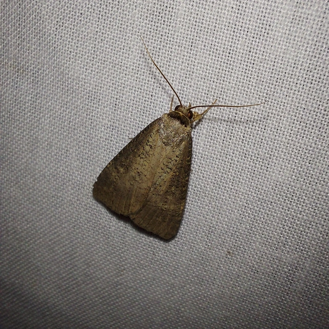 Lygephila procax - fekete csüdfűbagoly