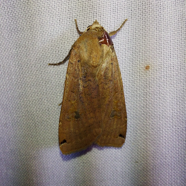 Noctua pronuba - nagy sárgafűbagoly