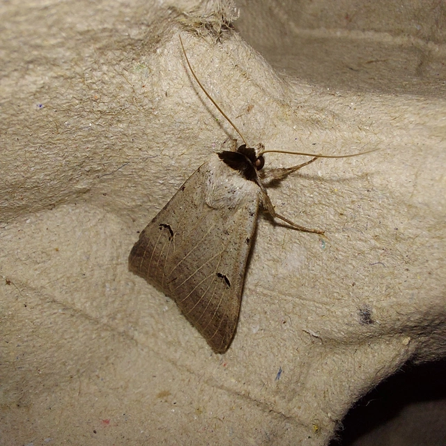 Lygephila craccae - gyakori csüdfűbagoly