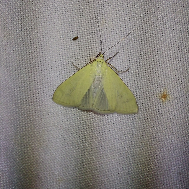 Sitochroa palealis - kénszárnyú dudvamoly