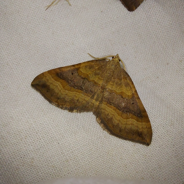 Scotopteryx chenopodiata - libatop-araszoló