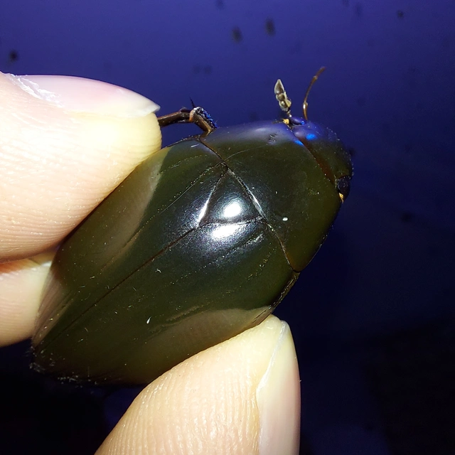 Hydrophilus piceus - közönséges óriáscsibor