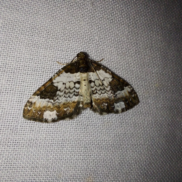 Melanthia procellata - hullámos tarkaaraszoló