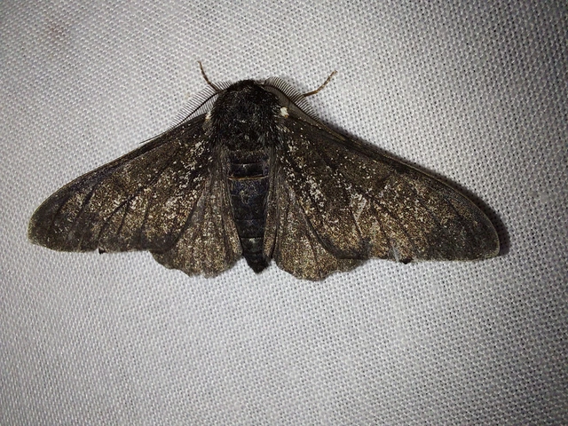 Biston betularia - szürkepettyes araszoló